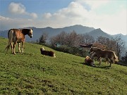 13 Cavalli al pascolo e in siesta  al sole meridiano